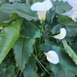 Calla lilies (Zantedeschia) 