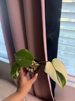 Monstera Thai constellation
