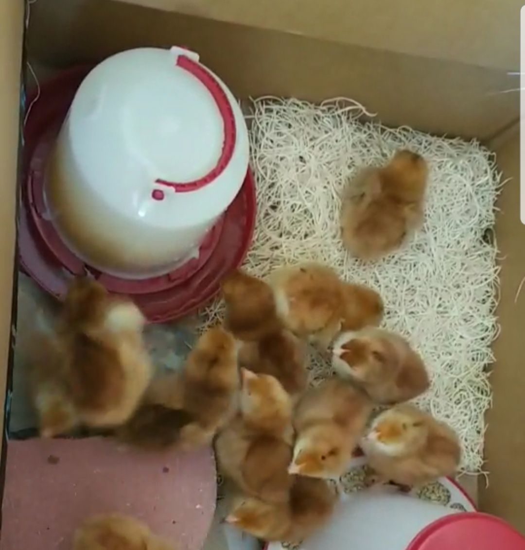 Free baby chicks (Rhode island red laying hens)