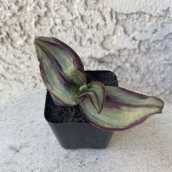 2 Inch Pot Succulent Plant - Tradescantia Zebrina Evanesce - Wandering Dude - Rooted & Established - Drought Resistant 🪴 Perfect Baby & Wedding Showe