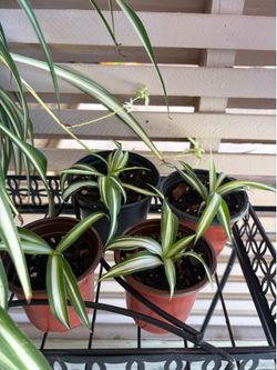 Spider Plants Indoor or Outdoor