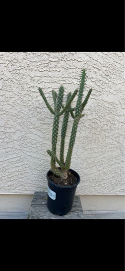 Cactus Plant
