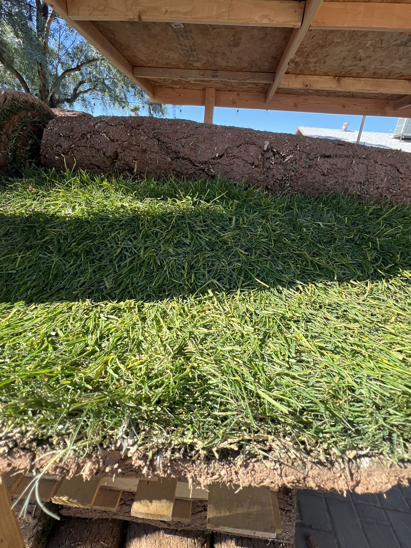 Sacate Natural -l-Bermuda Bob Sod for Sale in Glendale, AZ - OfferUp