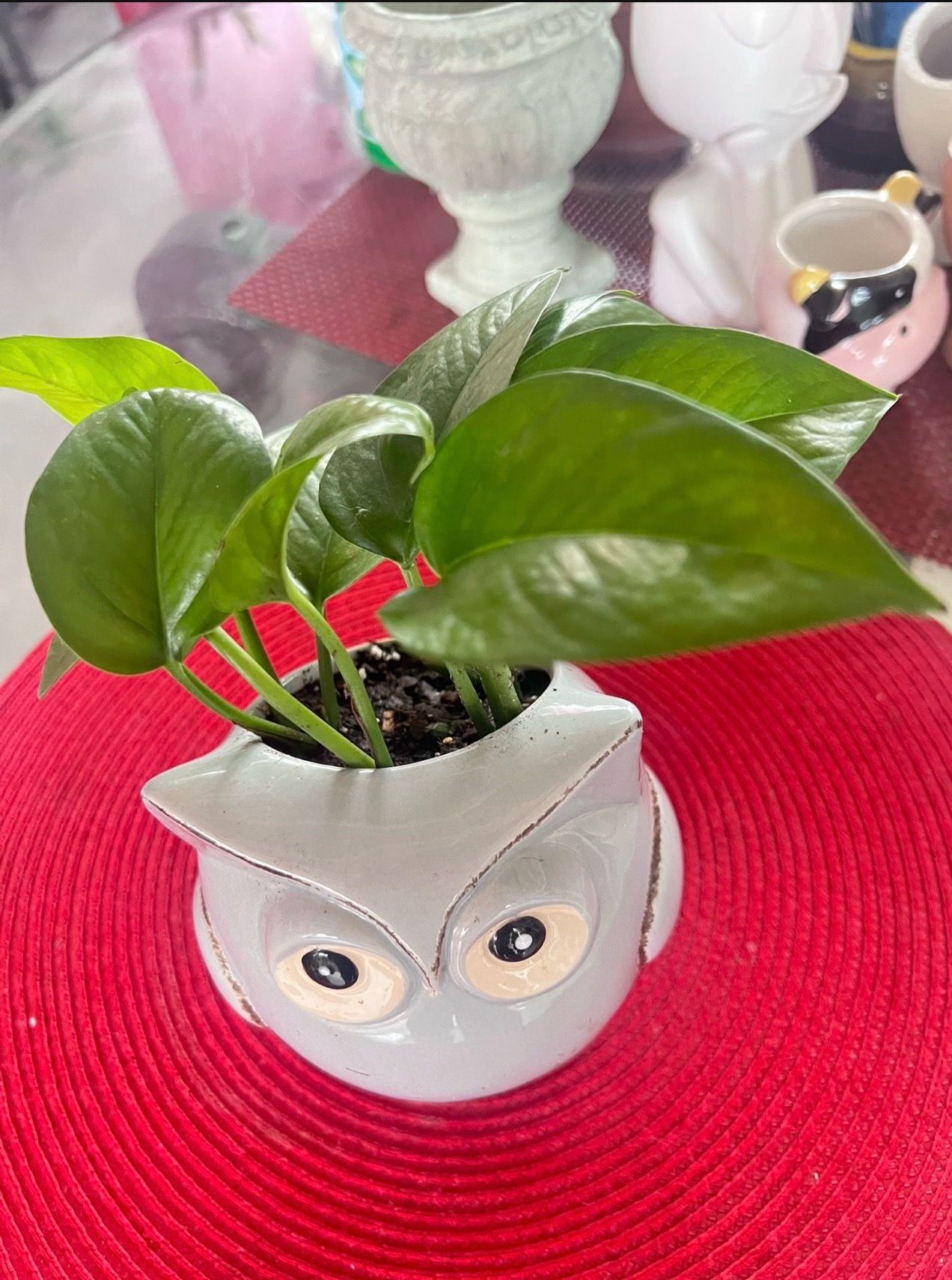 Jade Pothos in Light Grey Ceramic Owl pot