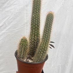 Cactus plant 6 inch pot 