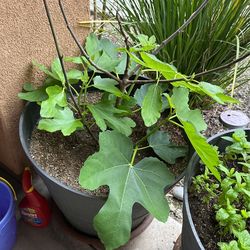 Fig Tree 