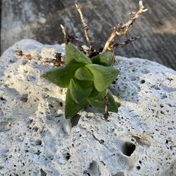 Cathedral Window Haworthia, Succulent 