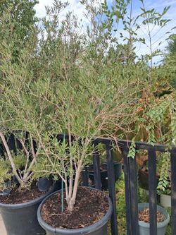 Olive trees.