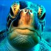 Sea Turtles Rock!