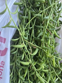 String 0kant Clippings