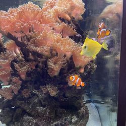100gal. Coral Aquarium With Fish (Taking Offers)
