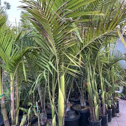 King Palm Tree