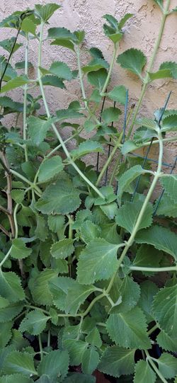 Oregano Plant