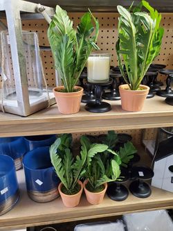 Terracotta pot plant 5.00ea