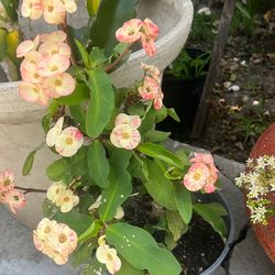 Eight blooming and  rooted yellow pink color crown of torn$20.00 each one /medium flowers /
