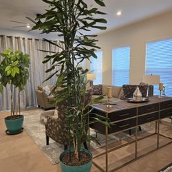 10 Foot Dracaena Houseplant