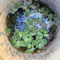 Floater plants for aquarium