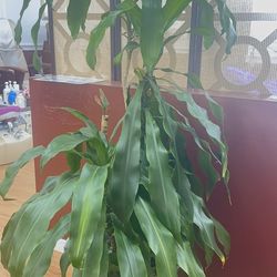 Lucky plant 7ft tall