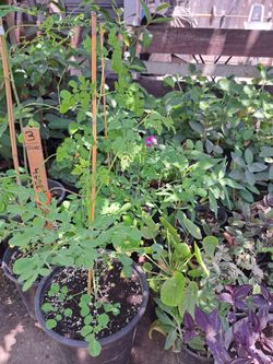 moringa