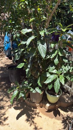 Árbol de aguacates. 40 pulgadas de alto.