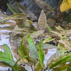 Cryptocoryne Wentii Plants 