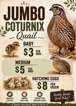 Hatching quail eggs