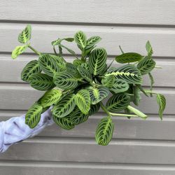 6” Maranta Leuconera Lemon Lime 