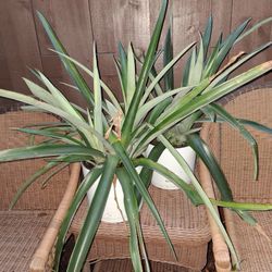 2 pineapple plants with new sprout $25 FIRM for both!