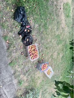 Apples