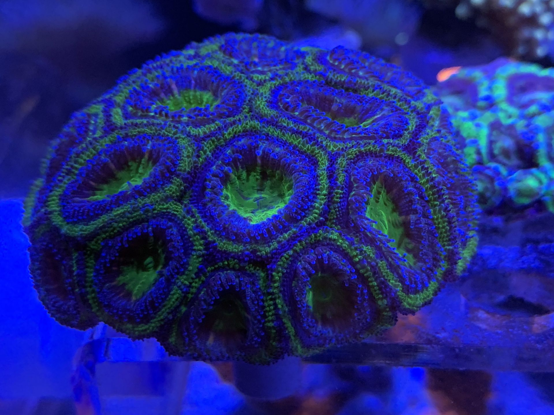 Green And Purple Acan