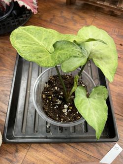 Syngonium
