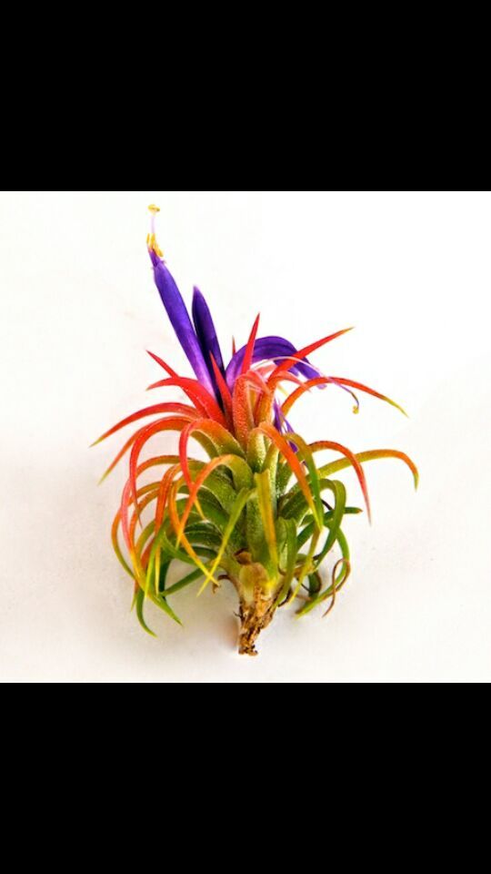 Decoration plant with glass planter