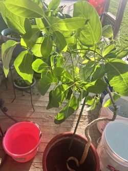 different indoor plants