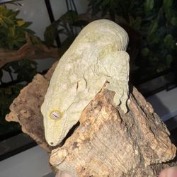 Stuffed Toy Reptiles