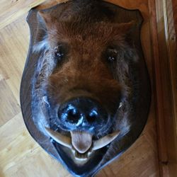 1989 Wild Boar (Razorback) Head Mount