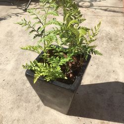$6 sword fern in small ceramic pot nice!