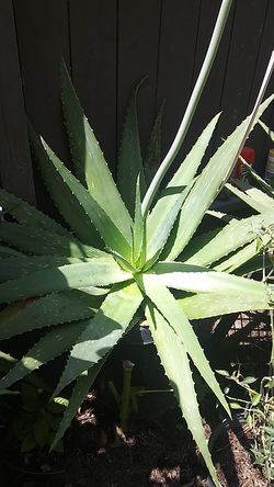 Aloe vera