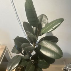 Rubber Plant Houseplant