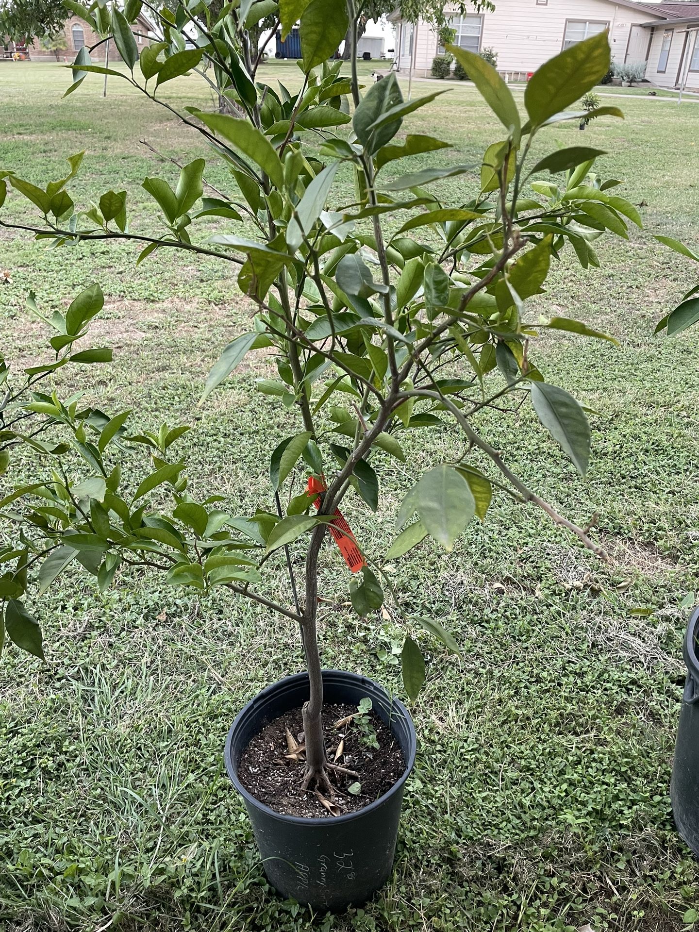 Arctic Frost Satsuma Citrus Tree