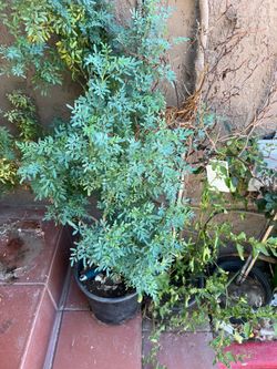 Planta de ruda grande $18