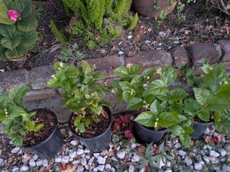 Jasmine Plant