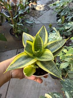 4” Sansiveria hanni gold