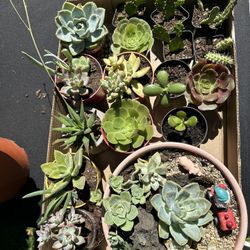 Plant And Plant Pot Sale 