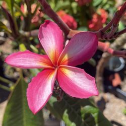 Plumeria  