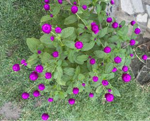 Beautiful Purple Gomphrena globosa !!!!