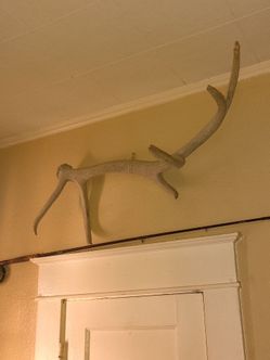 Elk antler