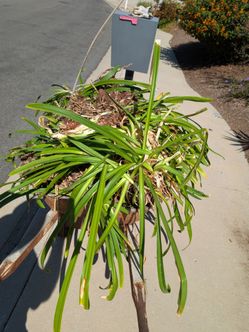 Free plants, Lily of the Nile