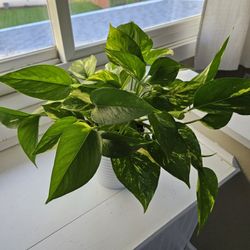 New Golden Pothos In Ceramic Pot 