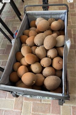 Mamey 10 lb bag for $10