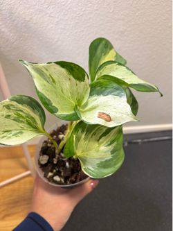 Manjula Pothos 4 inch pot